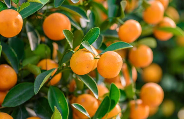 mandarins1 mandarins1